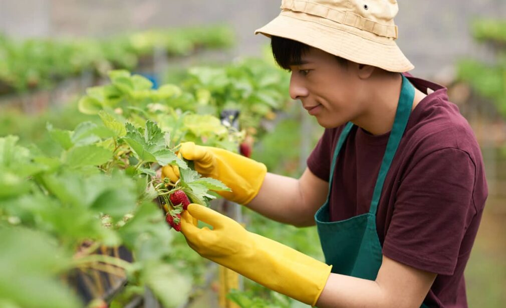 A woman in a hat and gloves picking fruit.