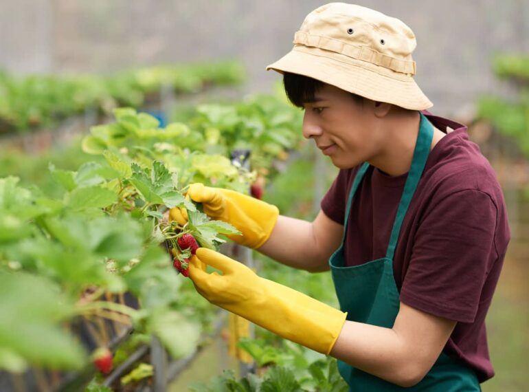 A woman in a hat and gloves picking fruit.