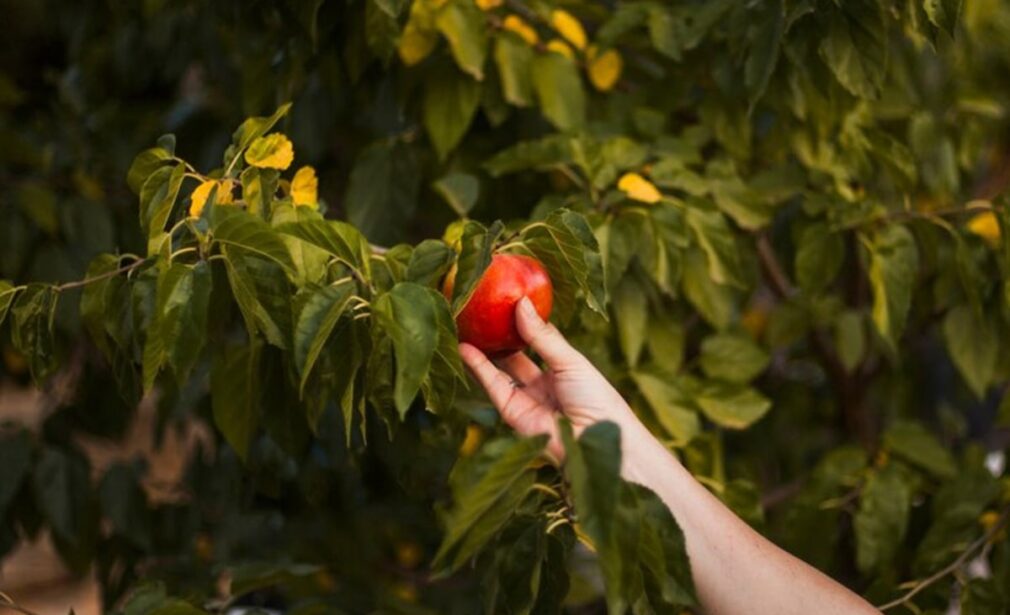 A person holding an apple in their hand.