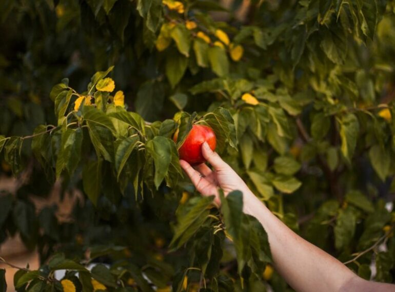 A person holding an apple in their hand.