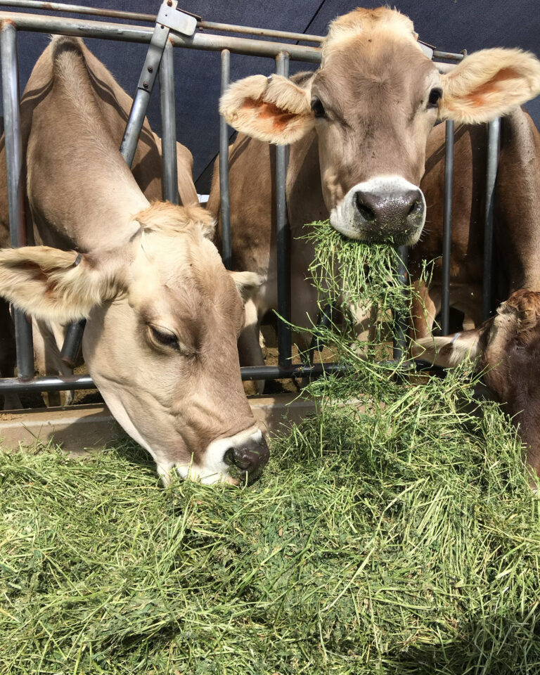 A group of cows eating hay from the ground.