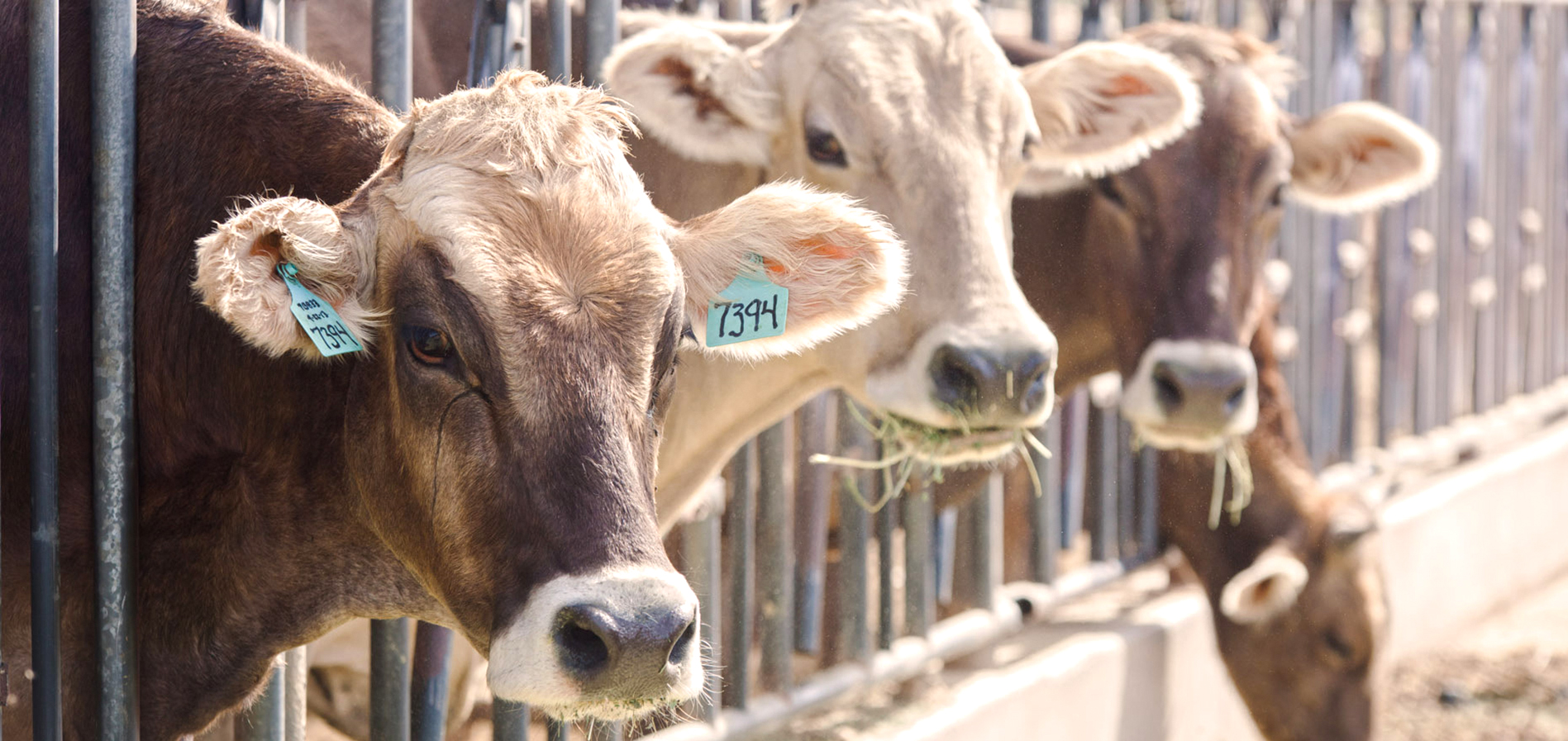 A herd of cows standing next to each other.