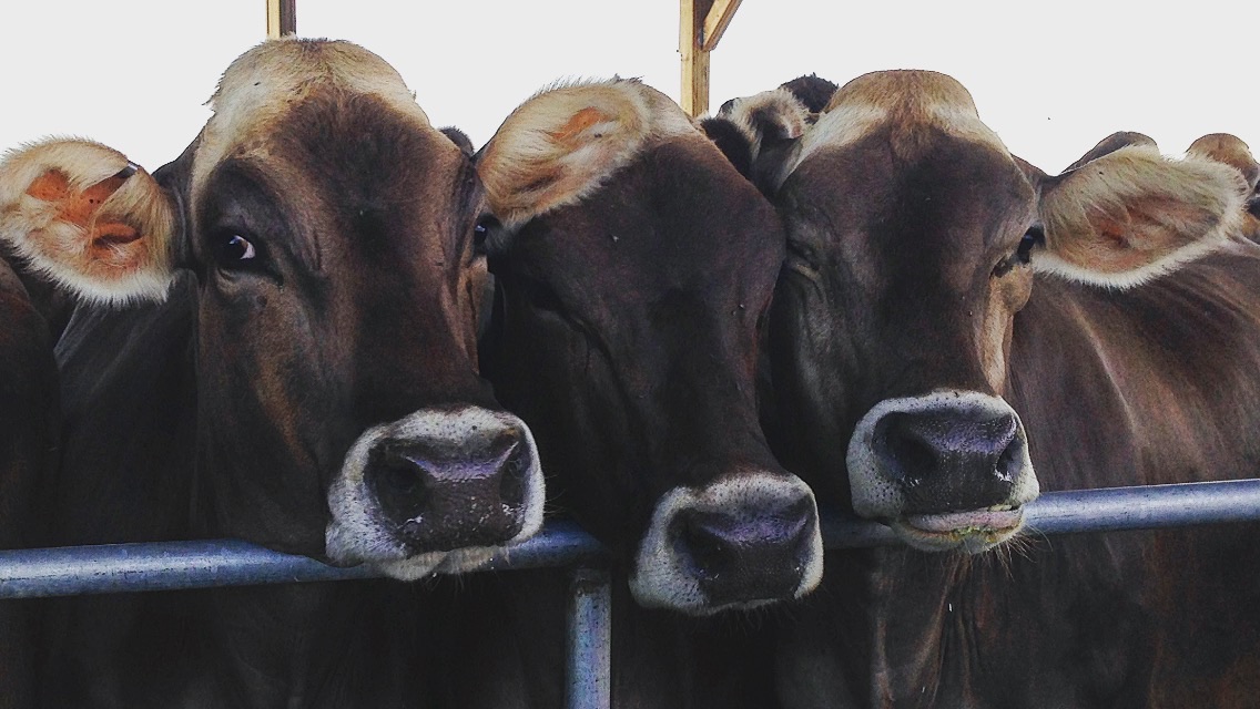 Three cows are standing together in a pen.