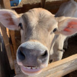 A cow with its head over the fence