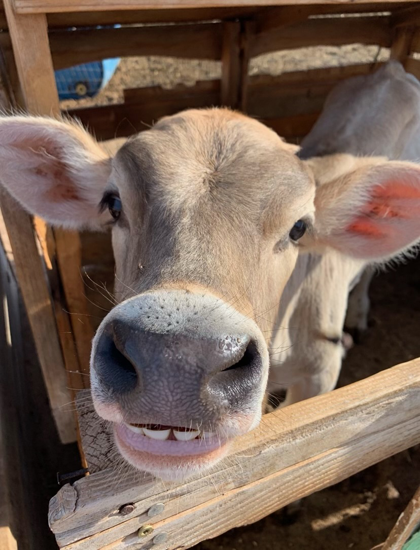 A cow with its head over the fence