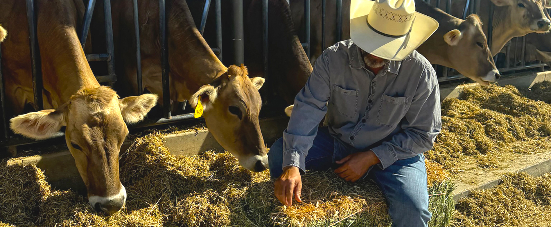 A man feeding hay to a cow in a pen.