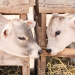 Two white cows are standing next to each other.