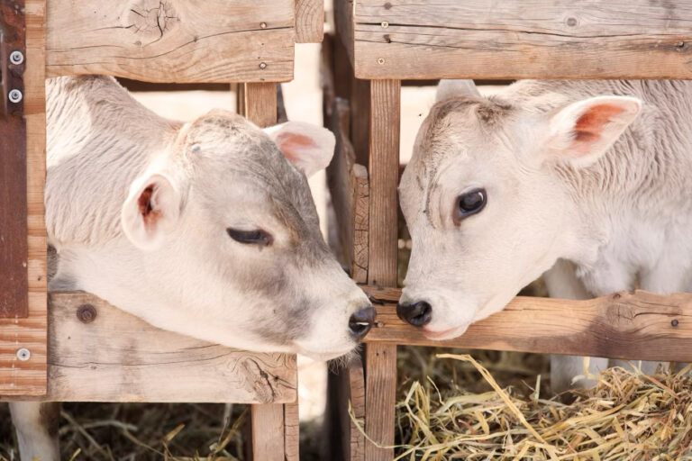 Two white cows are standing next to each other.