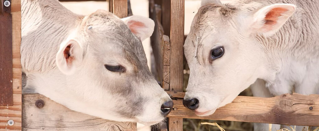 Two cows are standing next to each other.