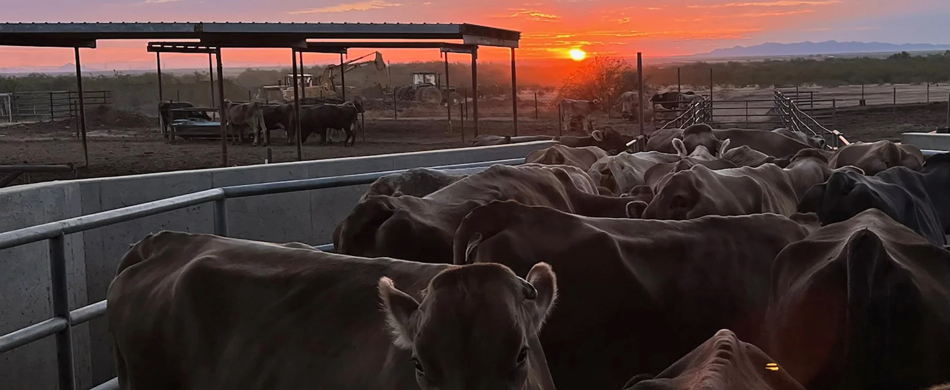 Golden sunrise over Fond du Lac Farms, a family-run dairy in Casa Grande, Arizona