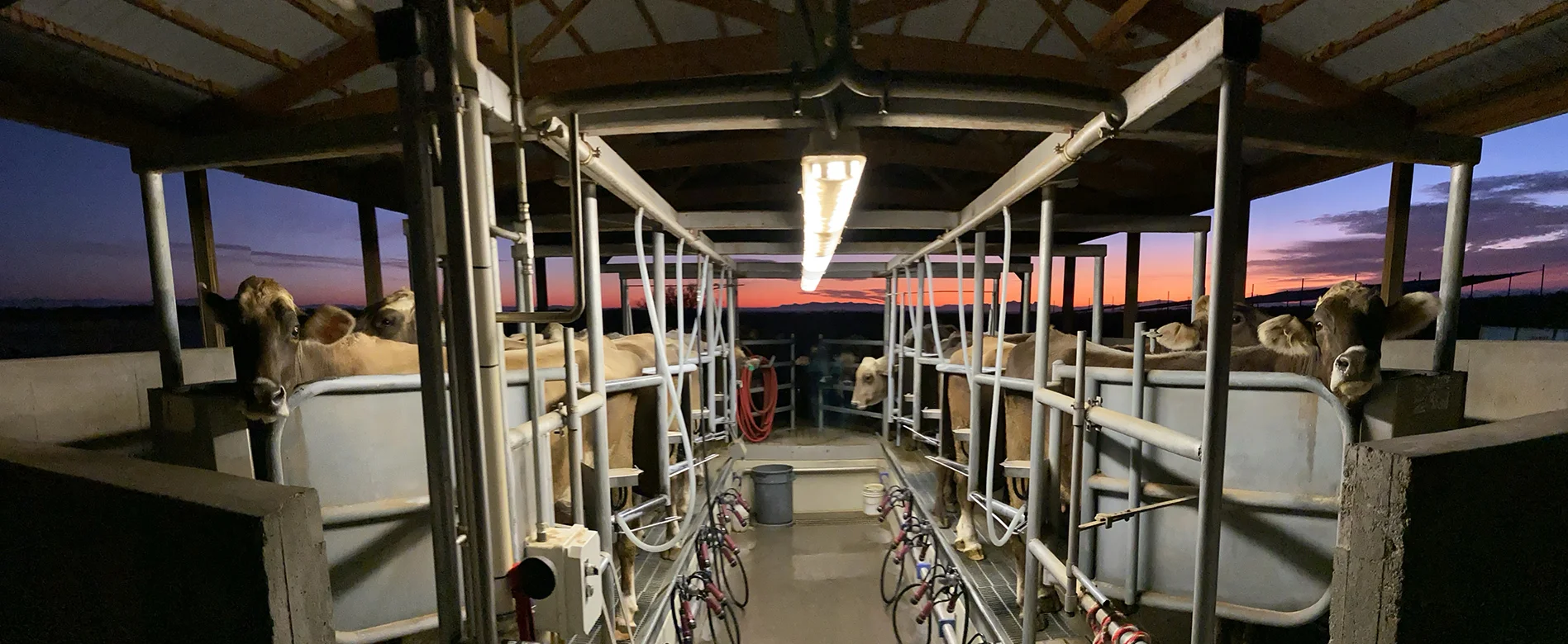 Early morning milking at Fond du Lac Farms, a raw milk dairy dedicated to mastering the mundane
