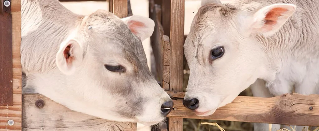 Two young calves touching noses at Fond du Lac Farms — a raw milk dairy cultivating quality from the start